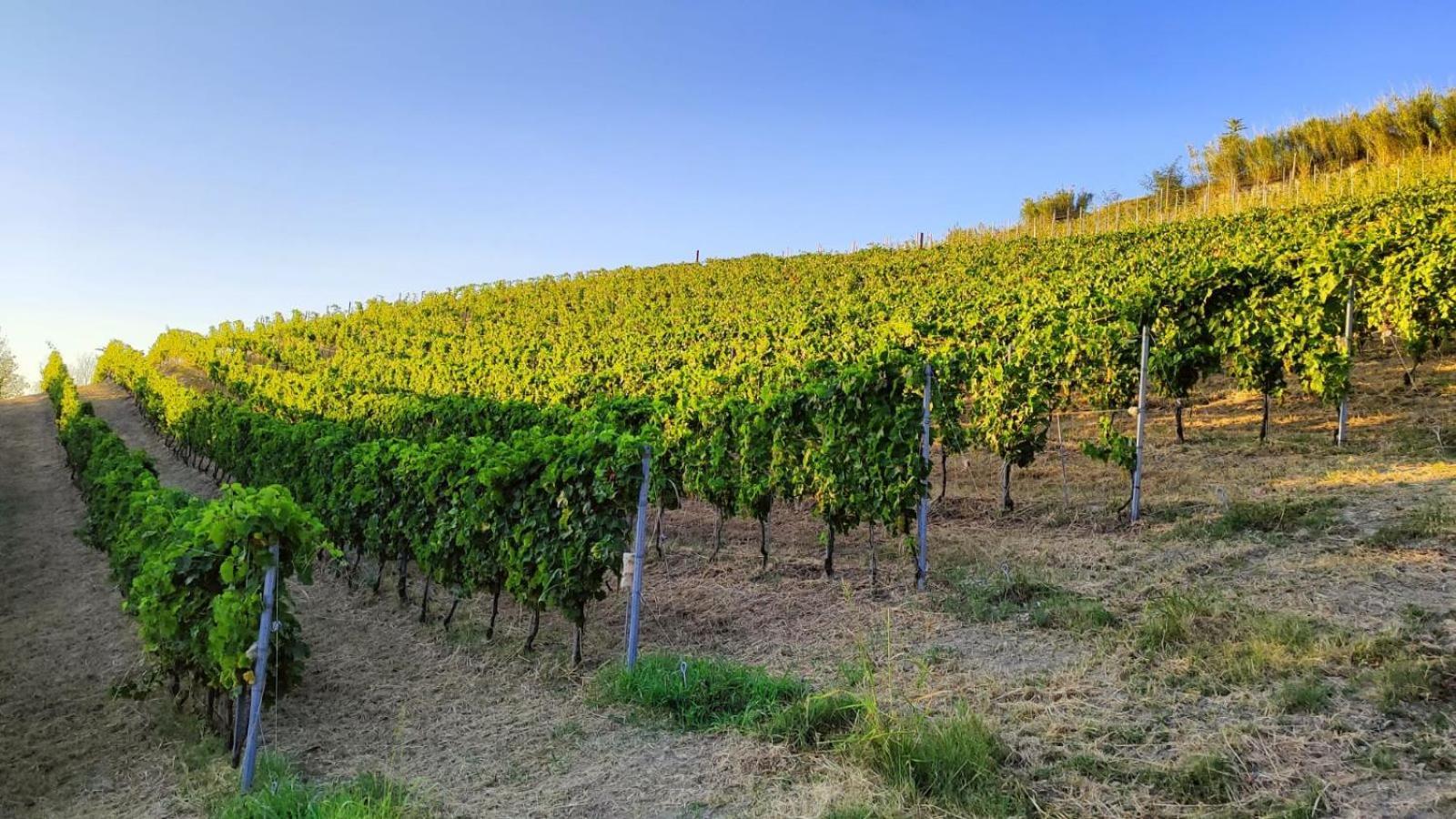 Cadgal - Tenuta La Cova Calamandrana Exterior photo